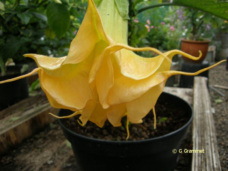 Brugmansia Wuppergold