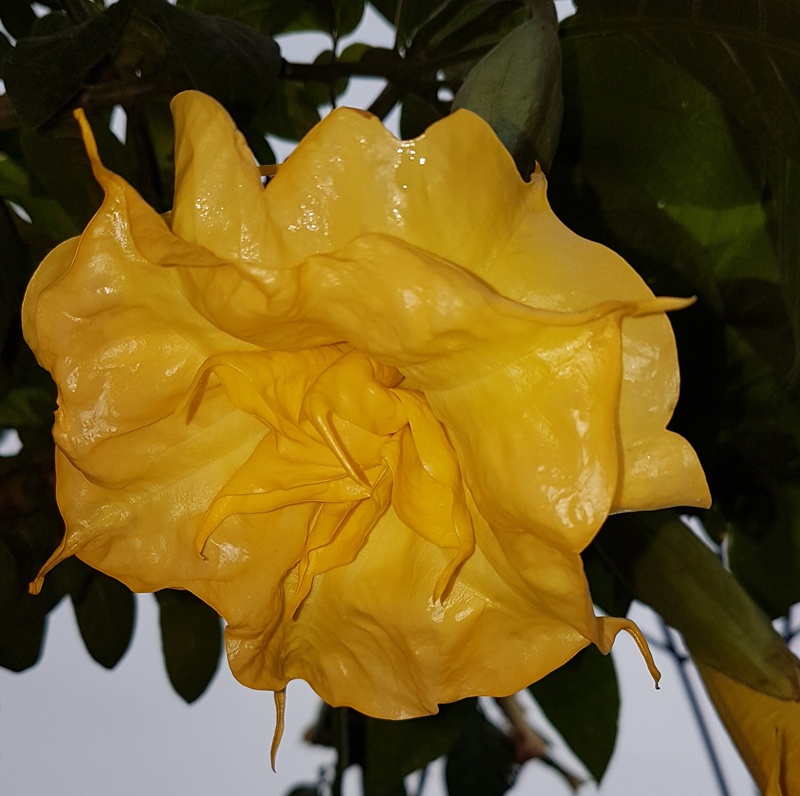 Brugmansia De Terlenen
