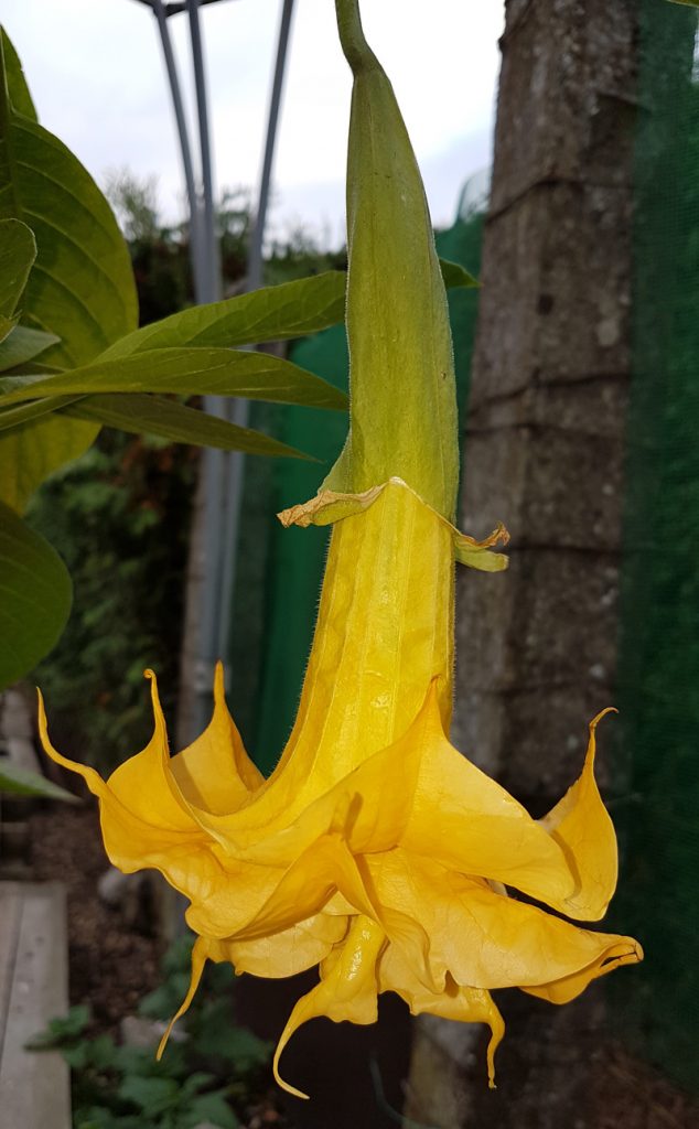 Brugmansia De Terlenen