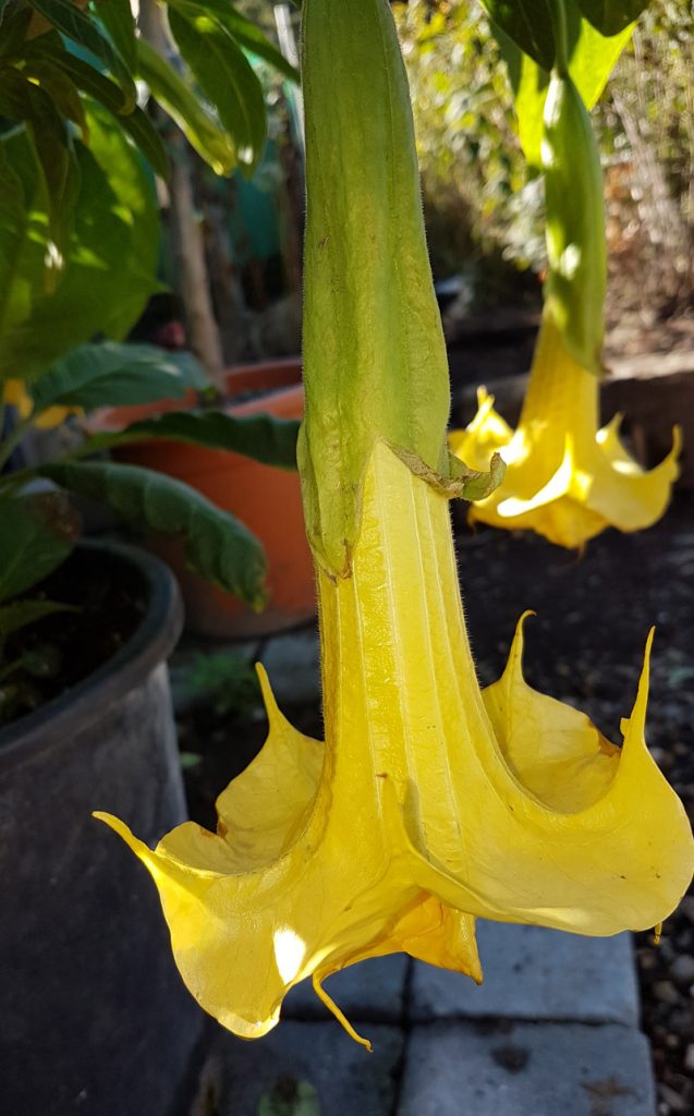 Brugmansia de terlenen