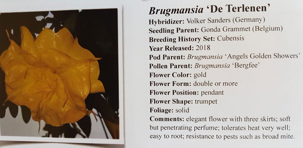 Brugmansia De Terlenen