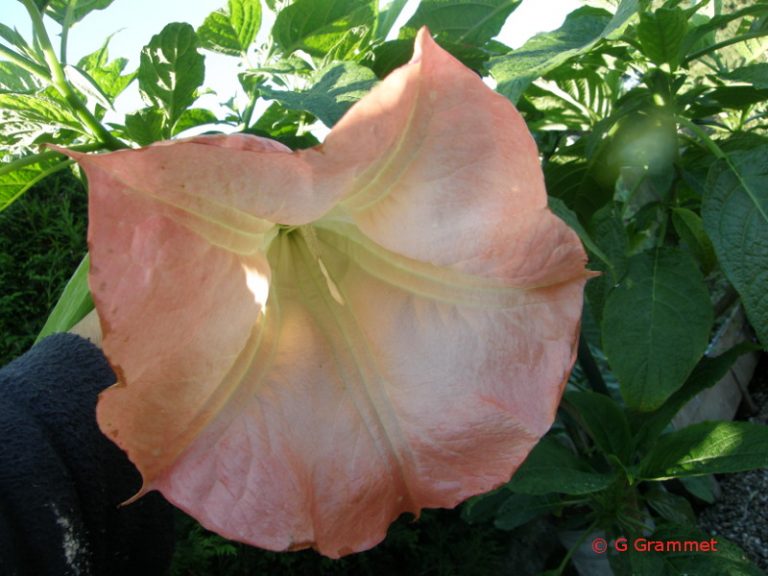 Brugmansia Red Picotee R