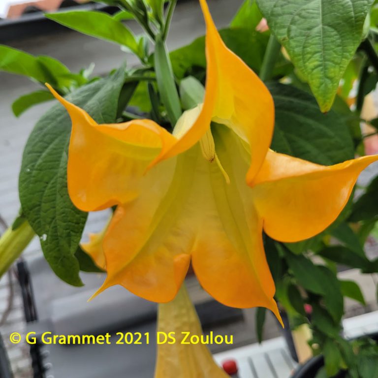 Brugmansia DS Zoulou