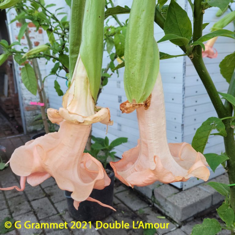 Brugmansia Double L’Amour