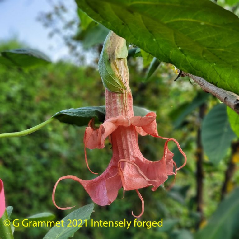 Brugmansia Intensely forged
