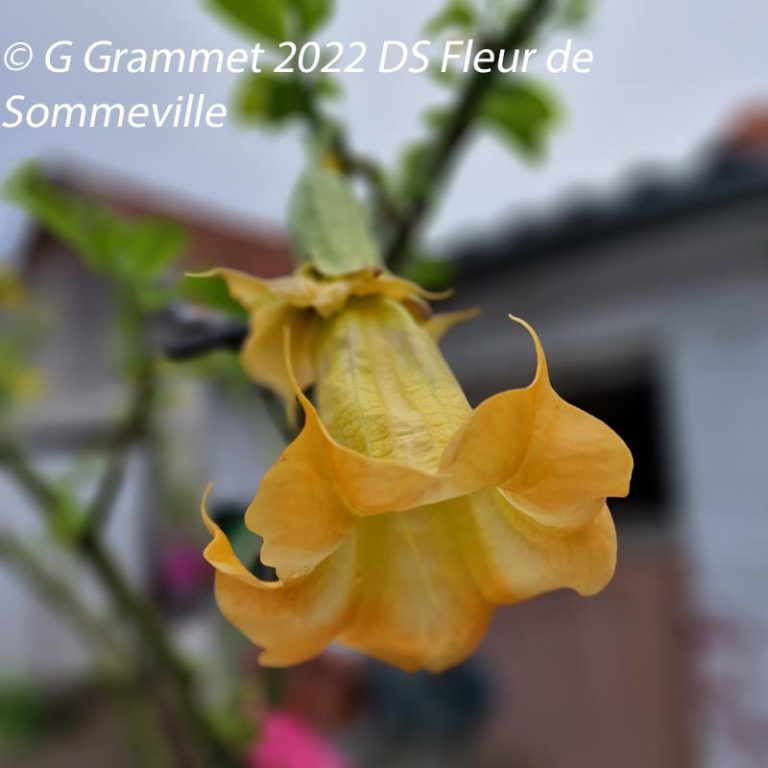 DS Fleur de Sommeville